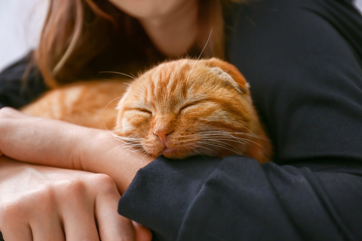 closeup of an orange cat being embraced by a woman