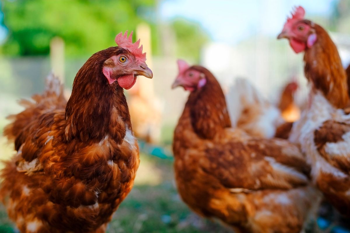 a group of brown hens outdoors