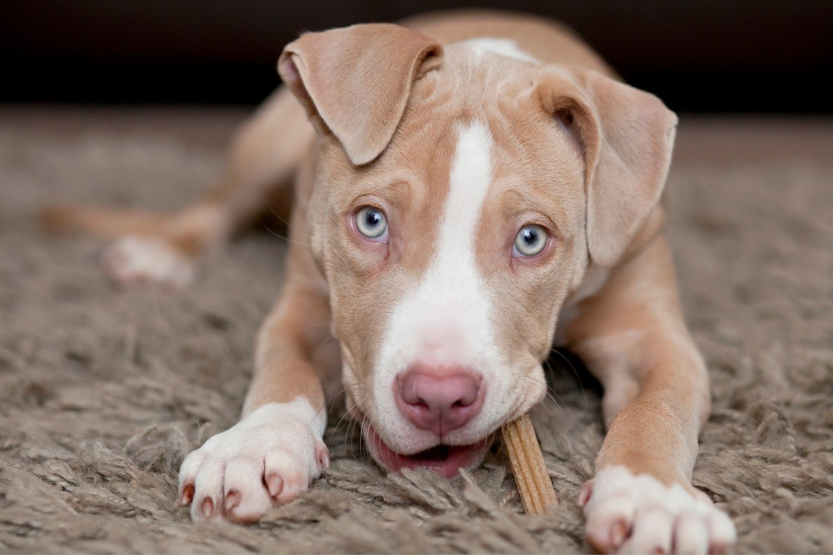 A brown and white dog happily chewing on a stick