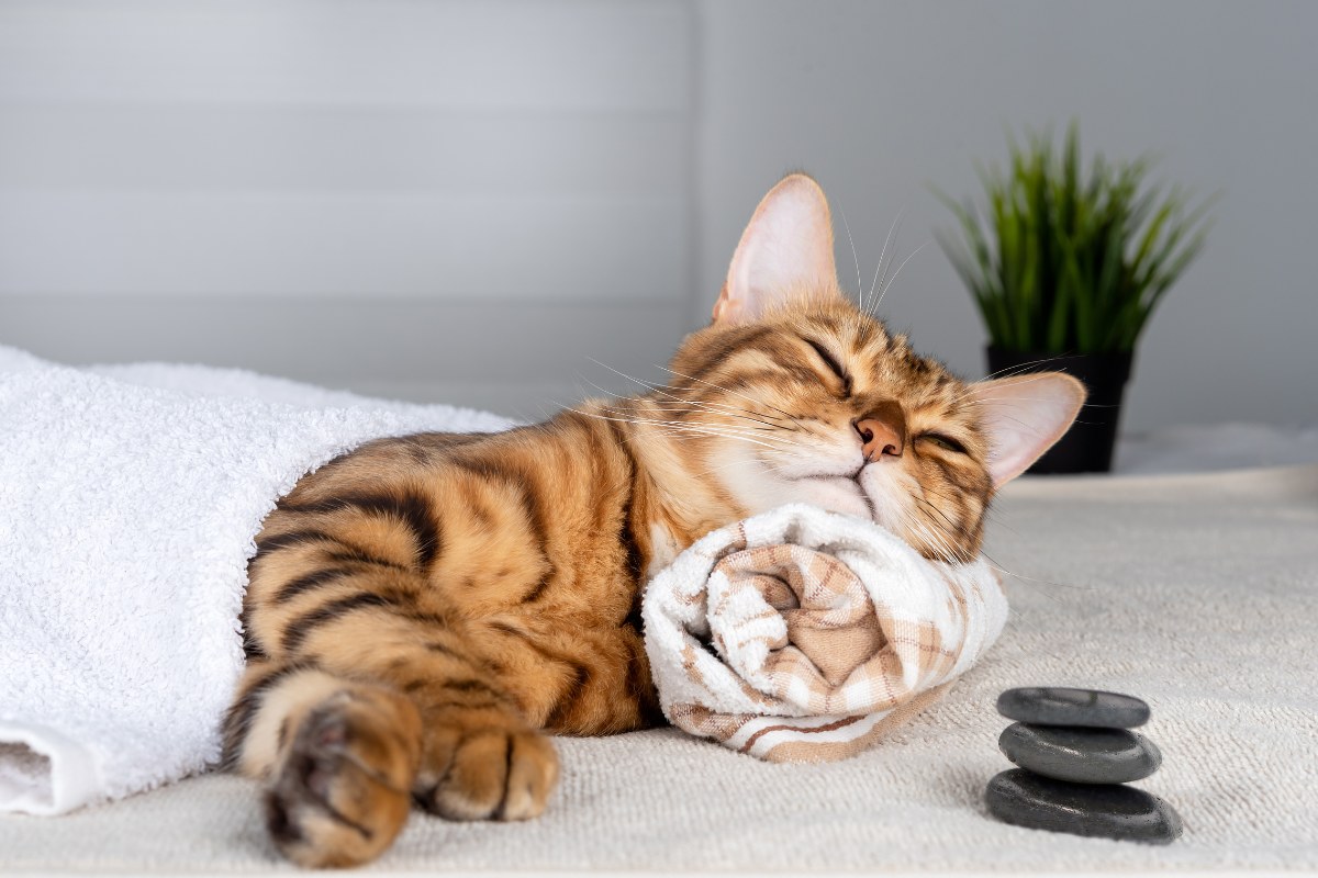 A cat comfortably resting on a towel