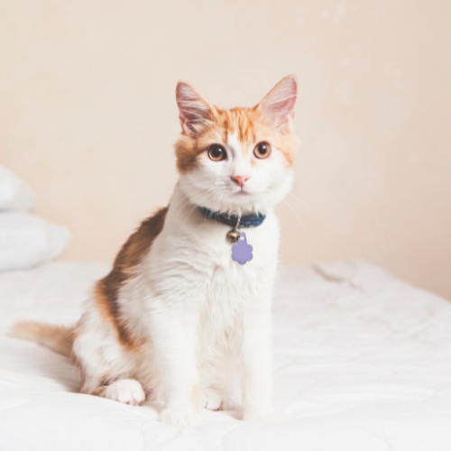 A cat comfortably sitting on a bed 