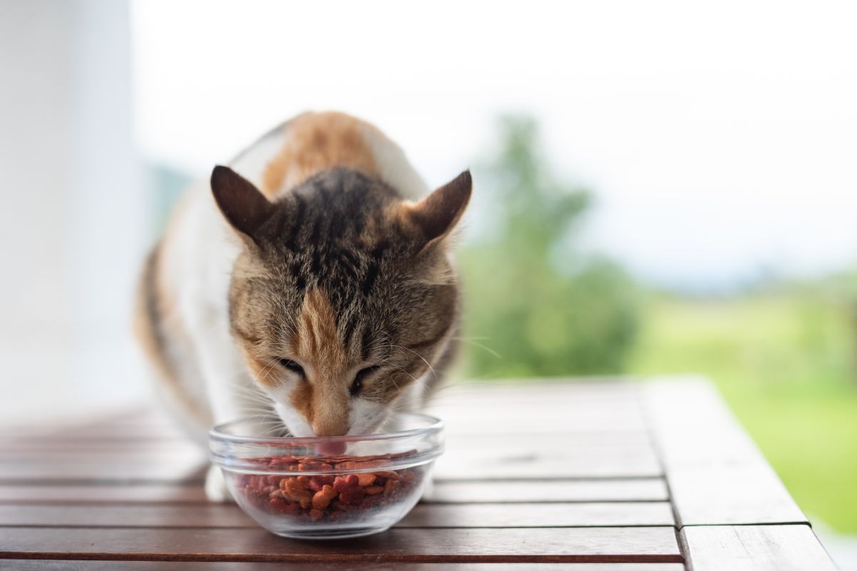 A cat eating from a bowl