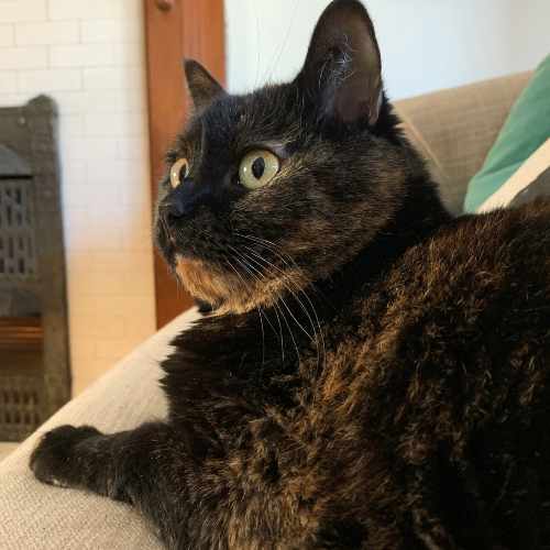 A cat sitting on a couch