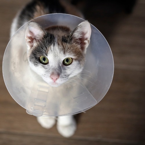 A cat wearing a cone around its neck