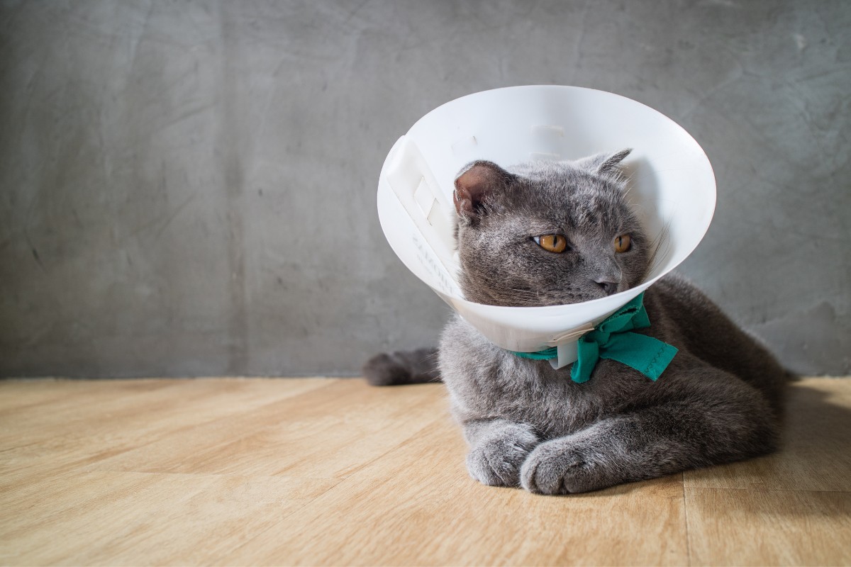 A cat wearing a protective cone