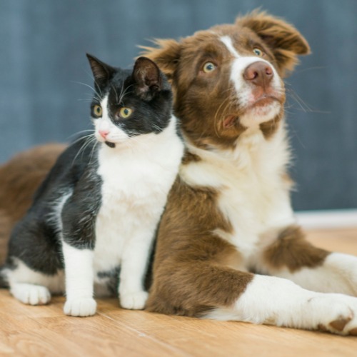 A dog and a cat sitting together