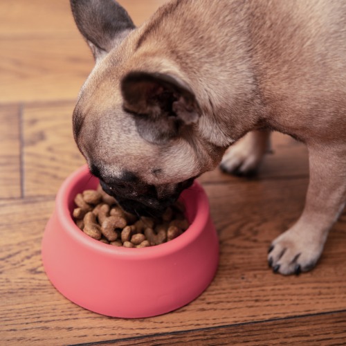 A dog happily eating from a bowl