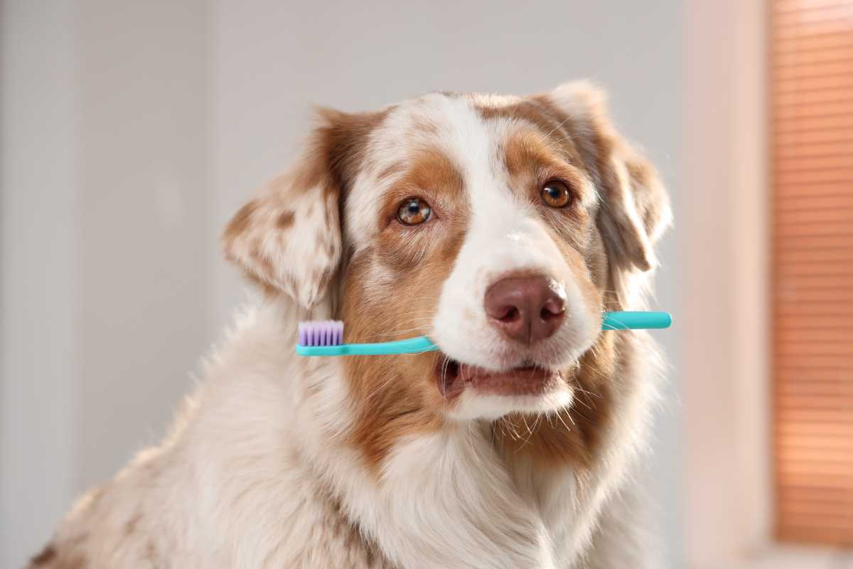 A dog playfully holds a toothbrush in its mouth
