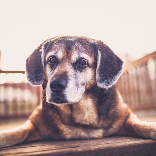 A dog resting comfortably 