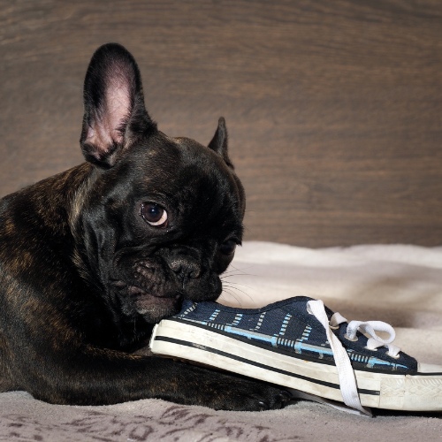 A dog resting on a bed beside a shoe