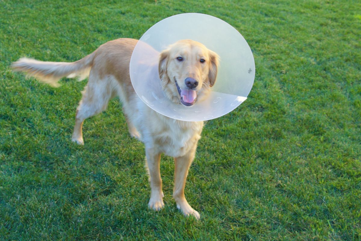 A cat wearing a cone