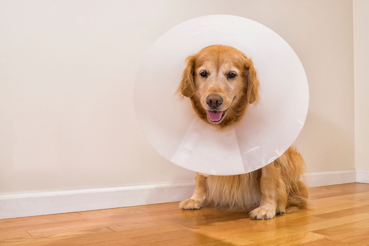 A dog wearing a protective cone