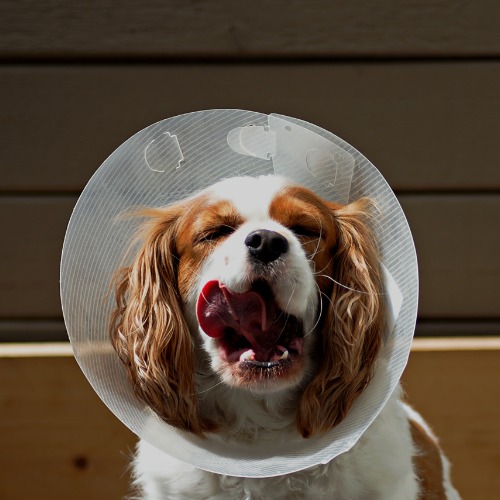 A dog wearing a protective cone