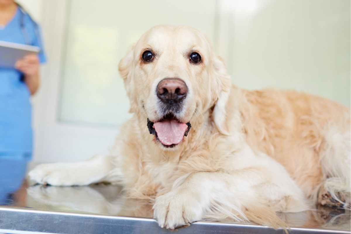A golden retriever dog sits on a table