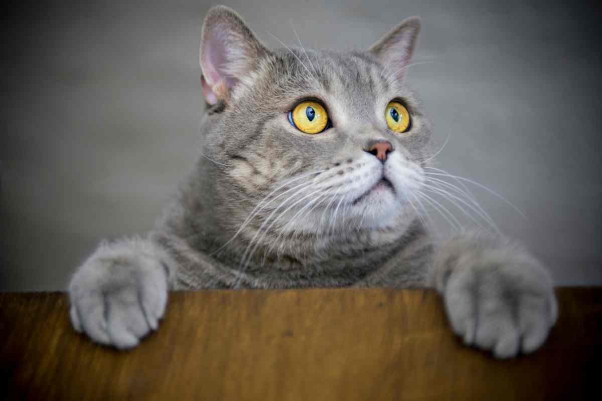 A gray cat with bright yellow eyes looks upward at the camera