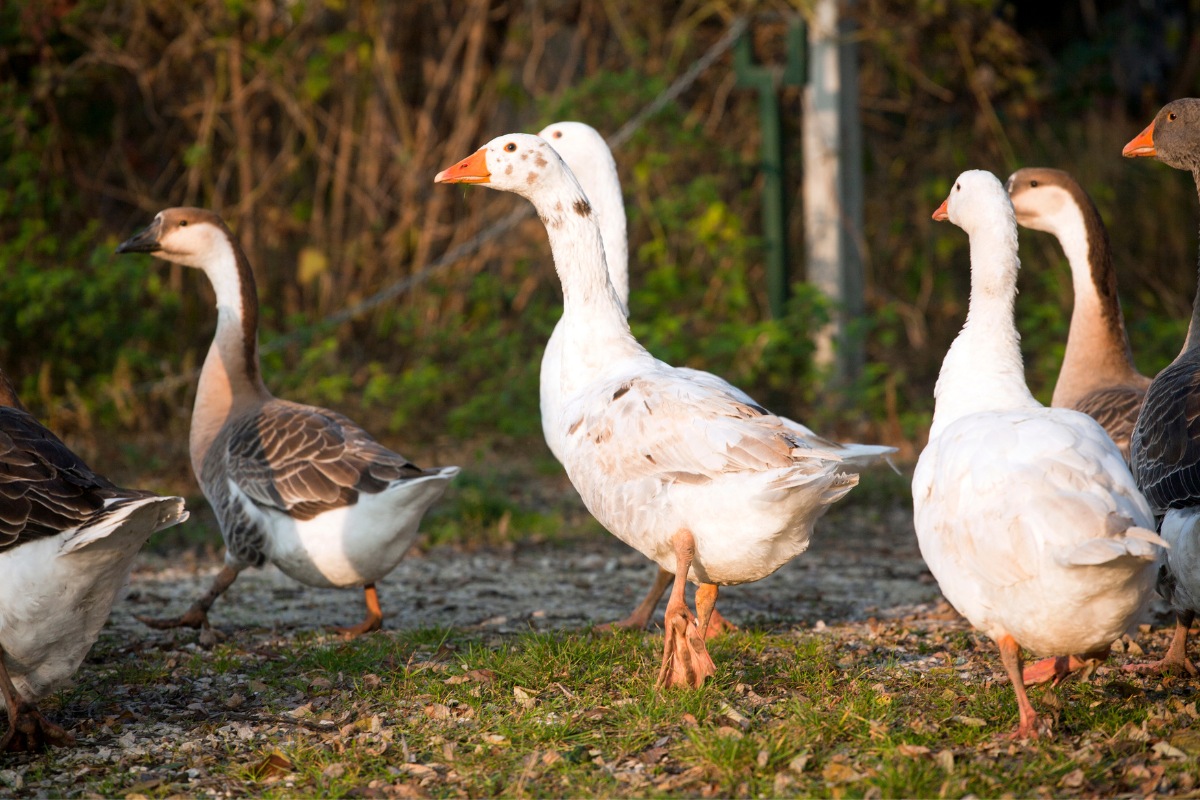A group of geese walking together in a green field