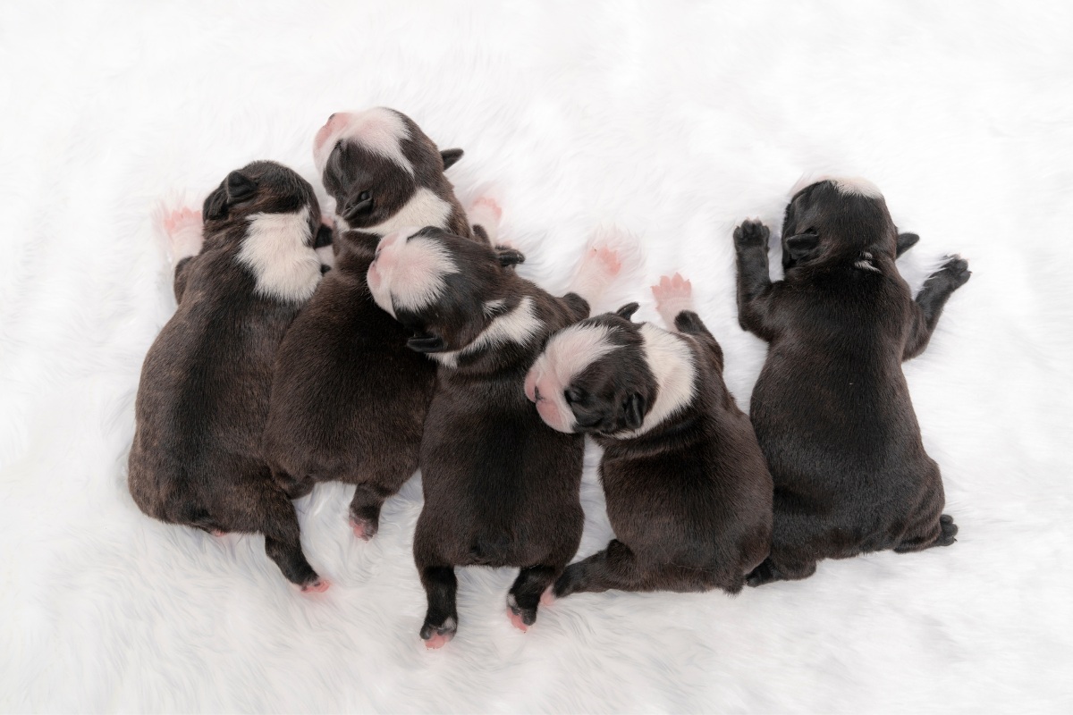 A group of playful puppies sitting together