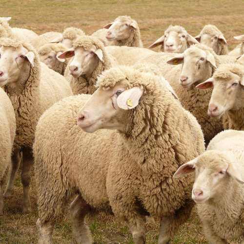 A herd of sheep grazing peacefully in a green field