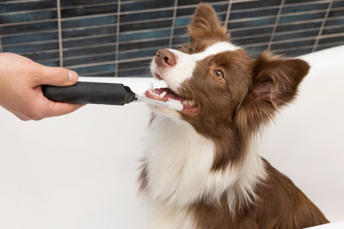 A person brushes a dog in a bathtub