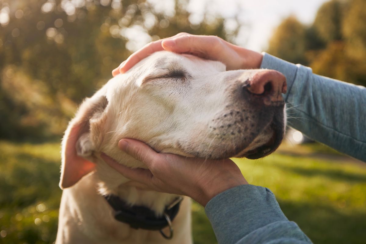 A person gently pets a dog