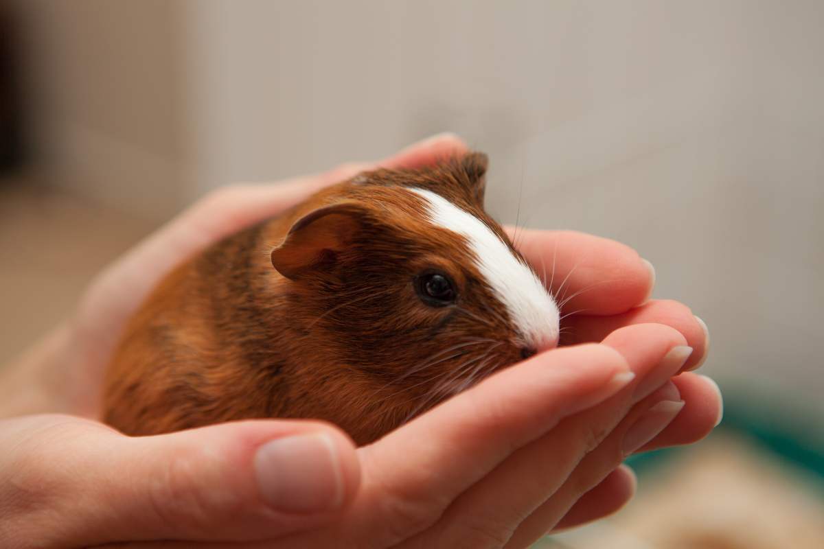A small brown and white guinea pig