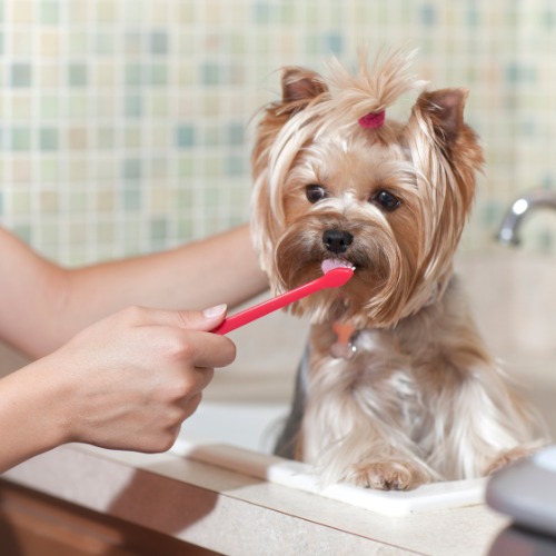 A small dog is having its teeth brushed with a toothbrush