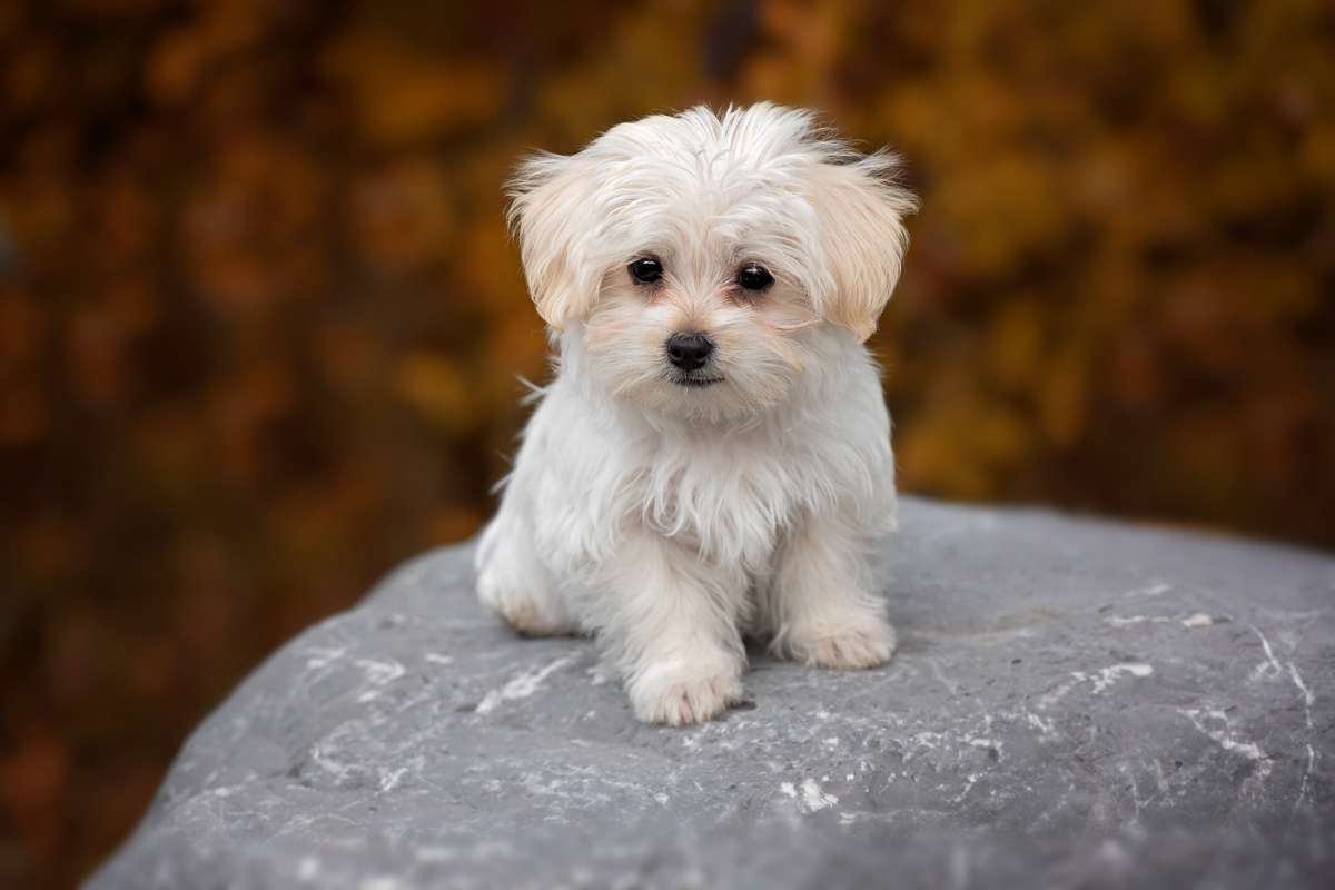 exterior-view-of-Waverly-Animal-Clinic-900x507-2 A small white dog perched on a rock