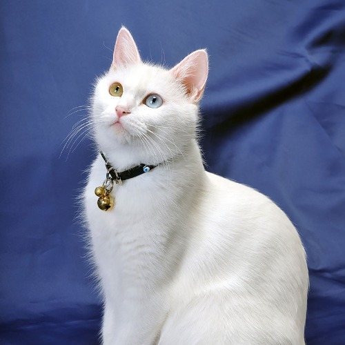A white cat with blue eyes rests on a blue backdrop