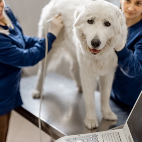 A white dog undergoing a veterinary examination