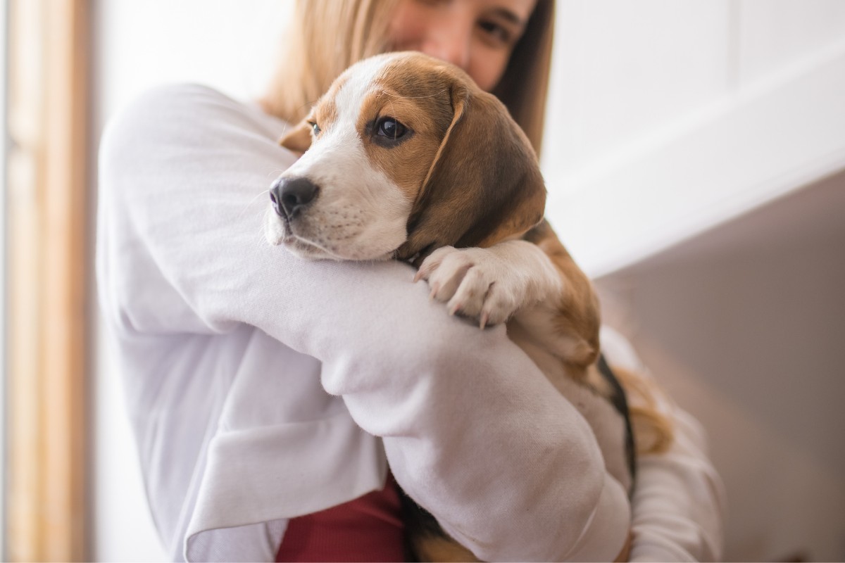 A woman cradles a beagle puppy