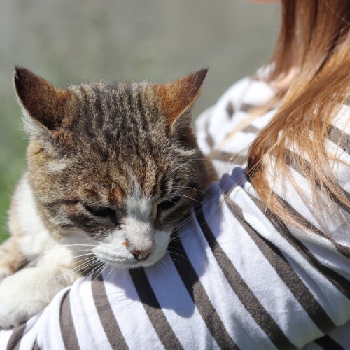 A woman gently cradles a cat 