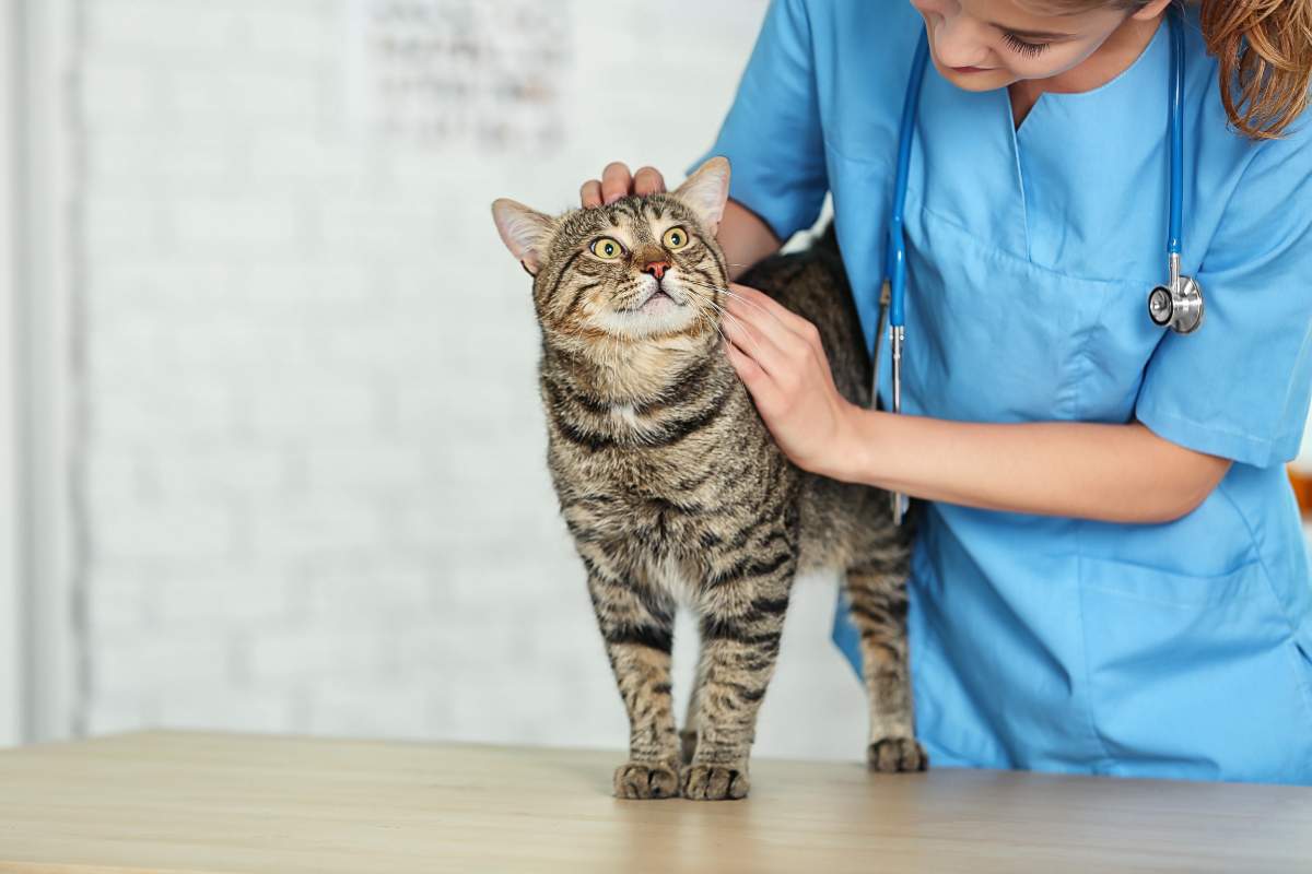 A woman in a blue shirt gently pets a cat