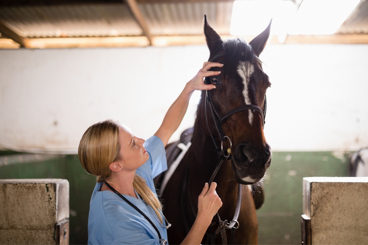 A woman in a blue shirt gently pets a horse