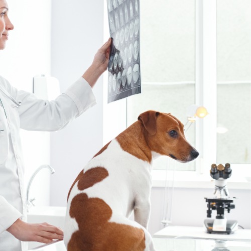 A woman in a lab coat observes a dog