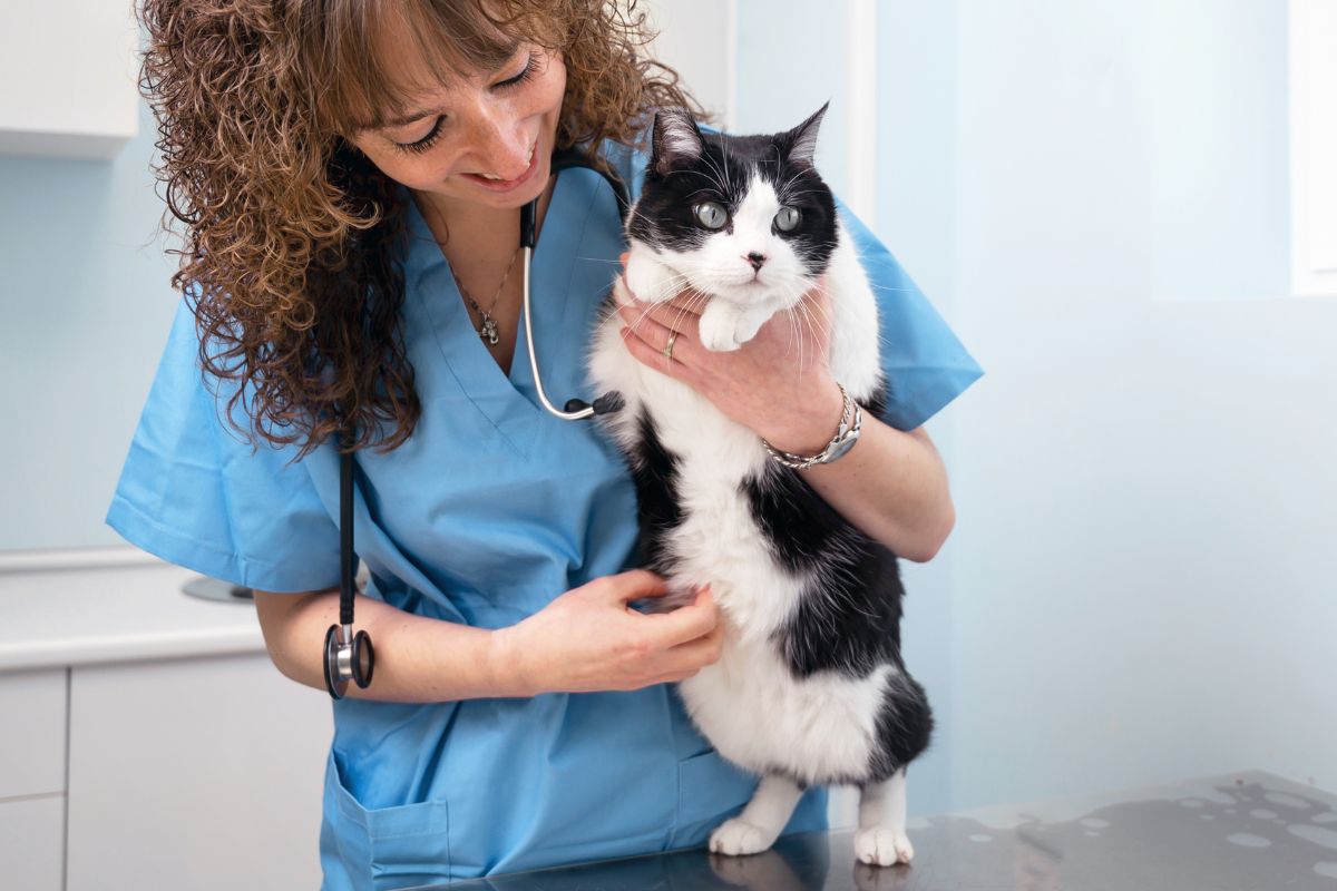 A woman in blue scrubs gently holds a cat