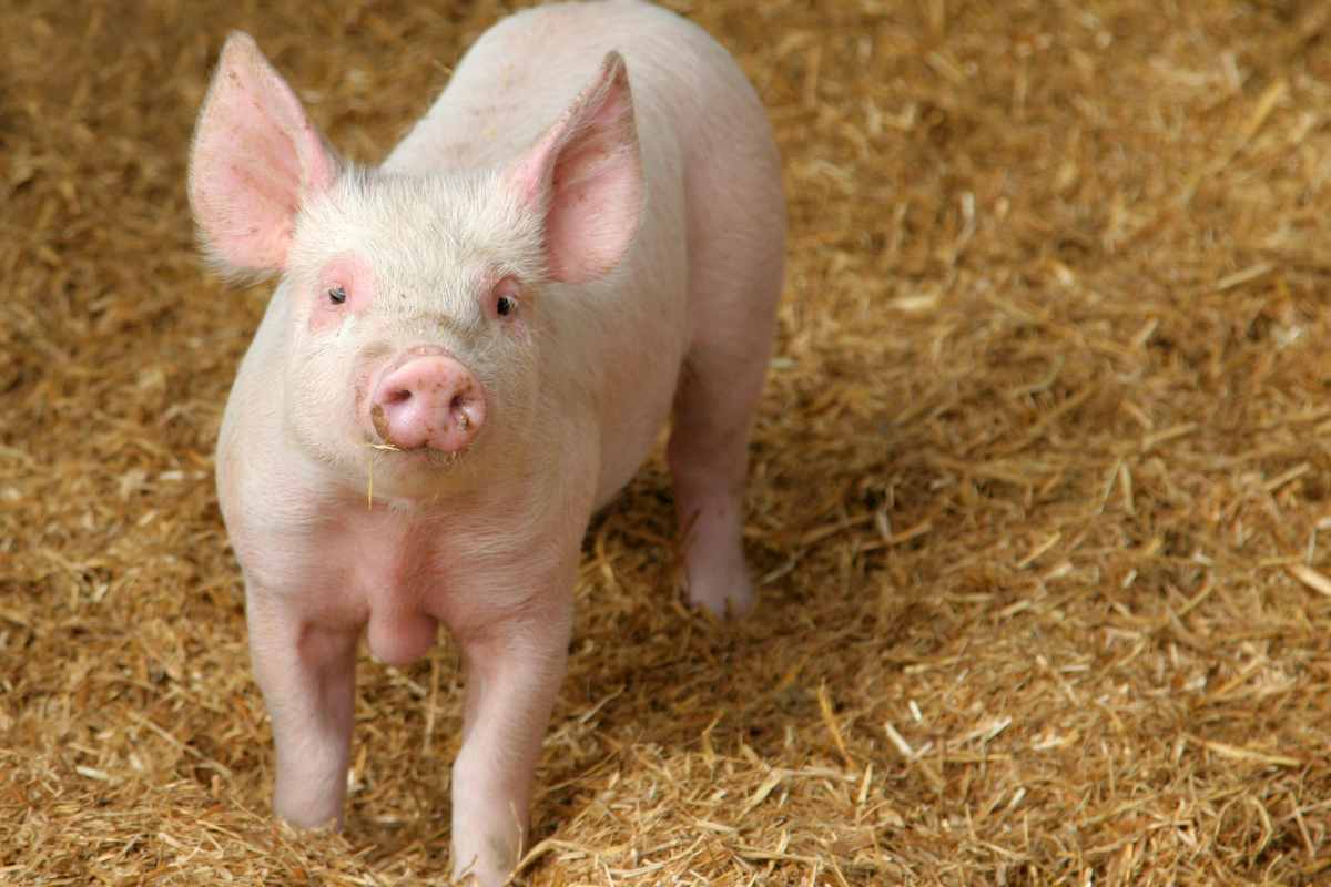 A young pink pig standing on a bed of straw