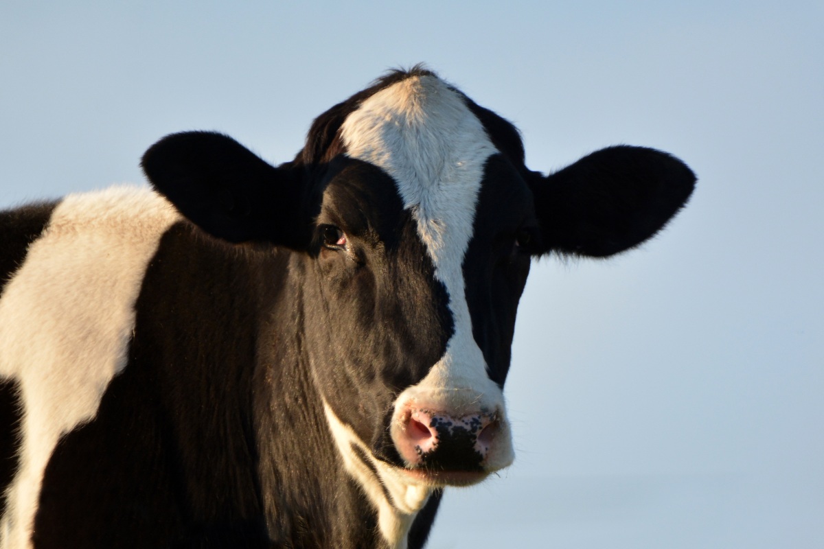 Close-up of a cow