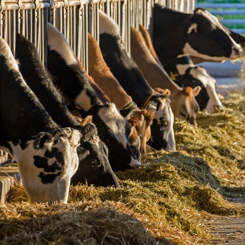 Cows feeding on hay inside a barn