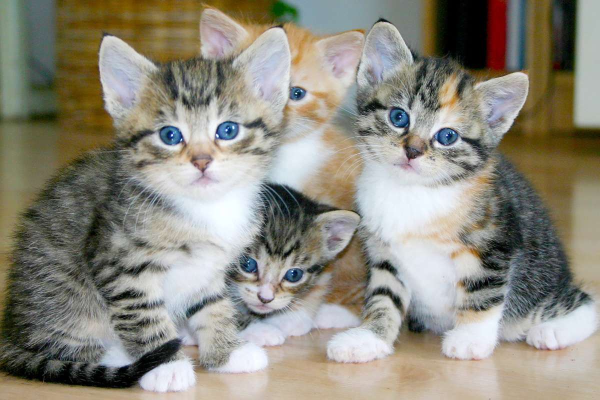 Four kittens sit on the floor