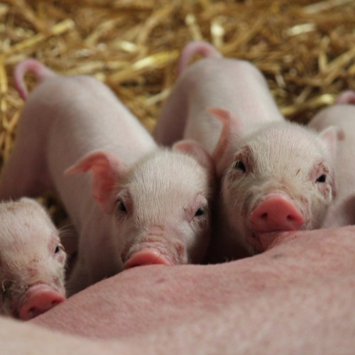 Three baby pigs on his arm
