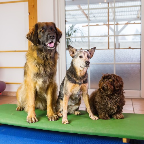 Three dogs sit together