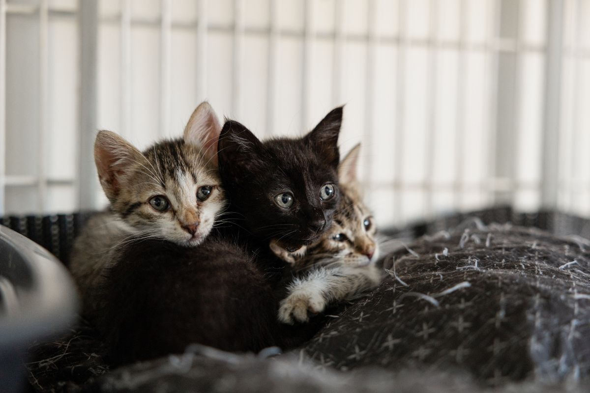 Three playful kittens are sitting