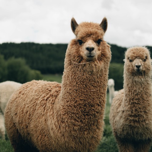 Two alpacas 