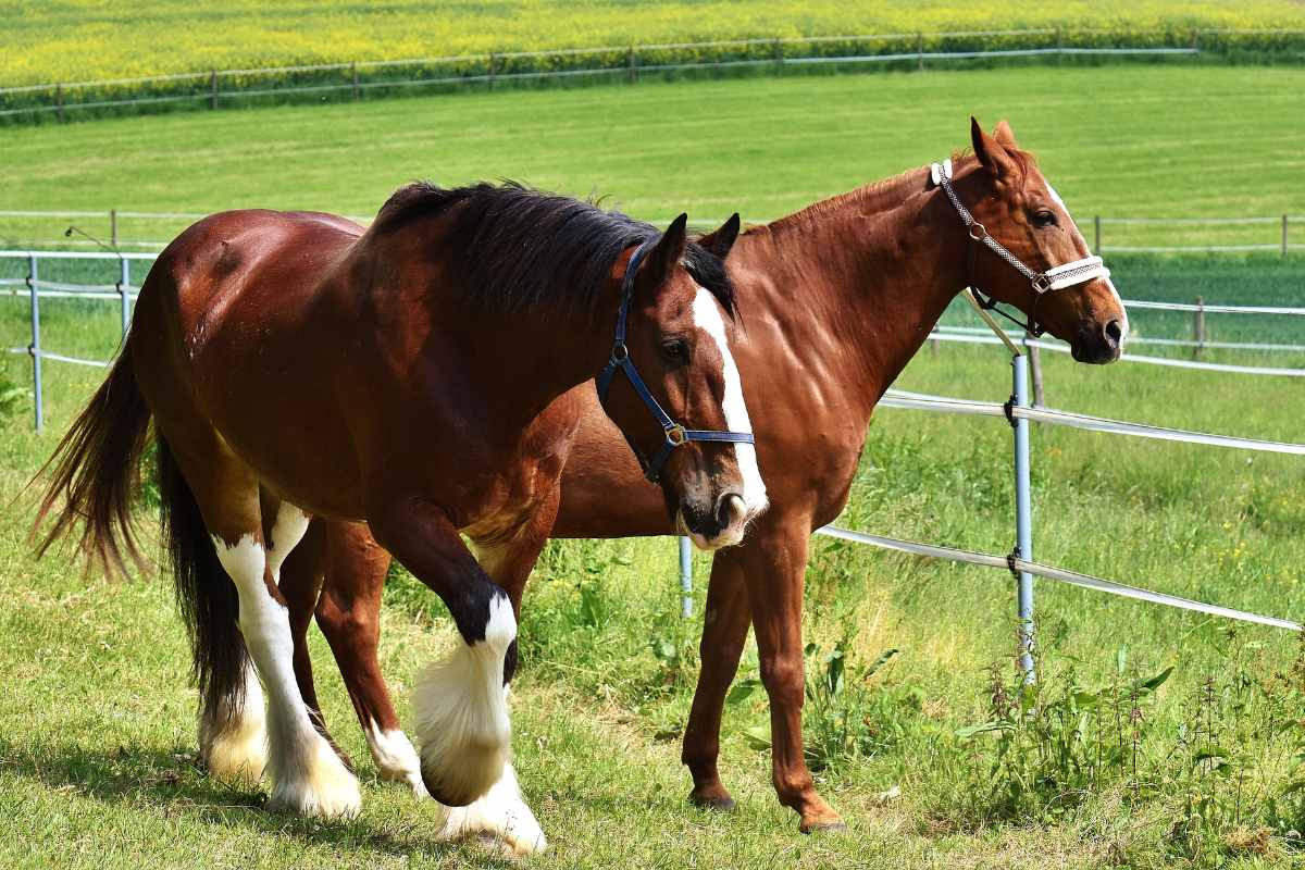 Two brown horses walking side by side