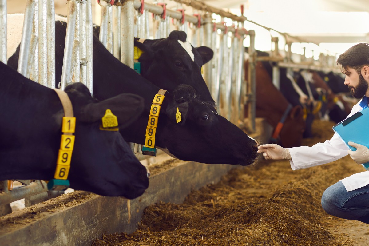 Veterinarian interacting with tagged dairy cows in a clean barn