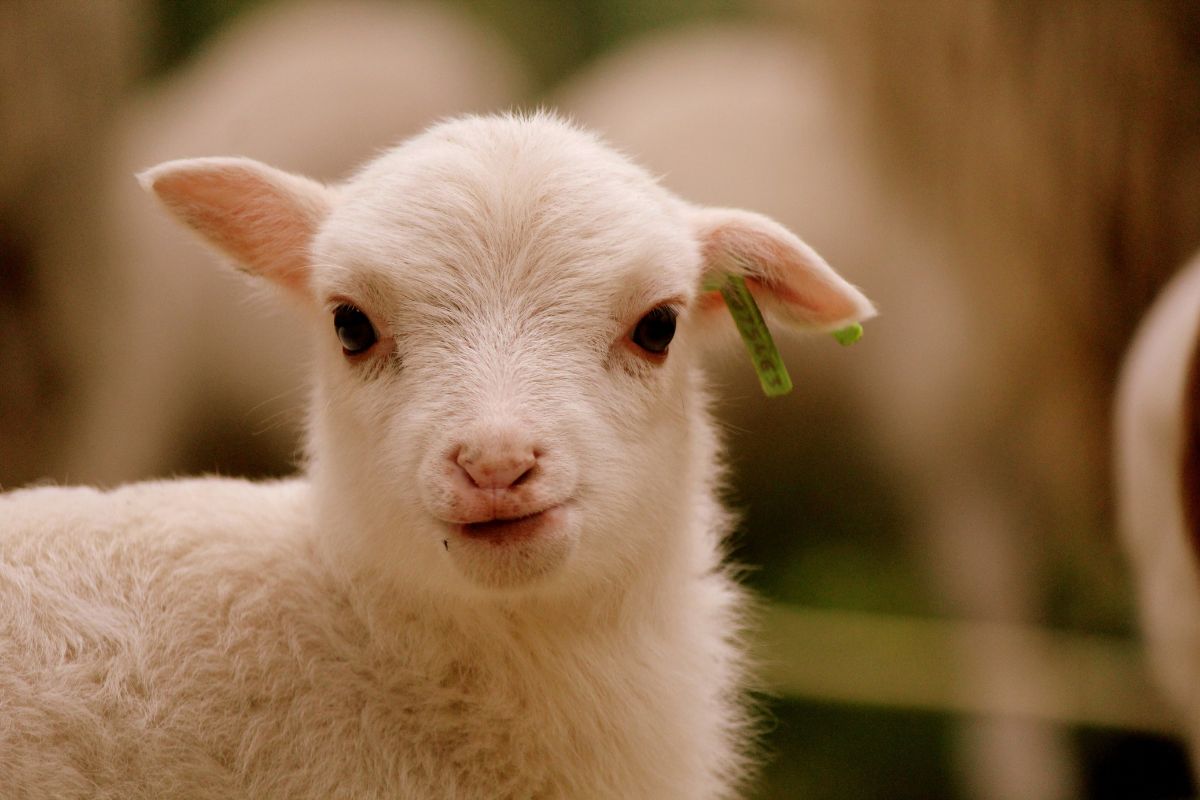 A baby lamb stands in a green field