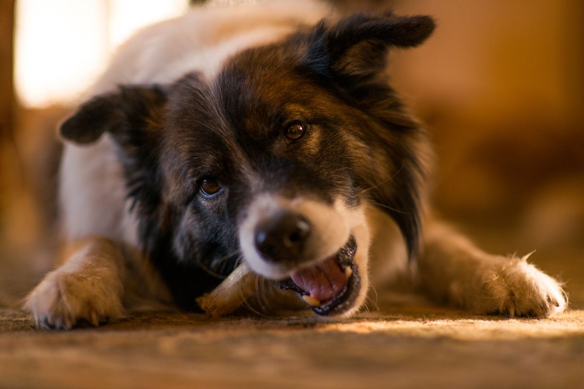 A dog lying on the floor, happily chewing on a bone