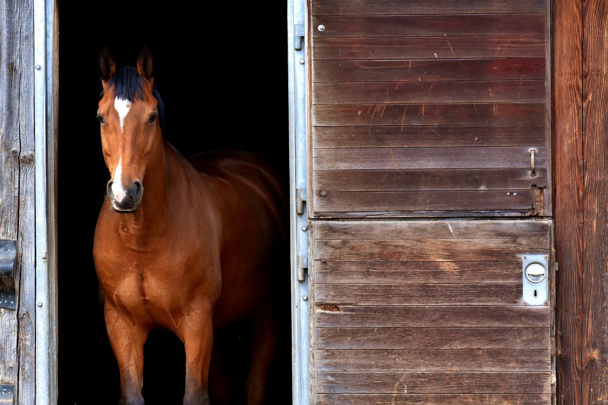 A horse stands in the doorway of a barn