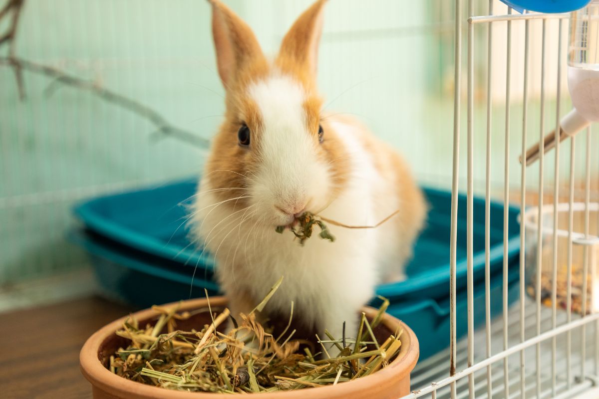 A rabbit eating from a bowl inside its cage