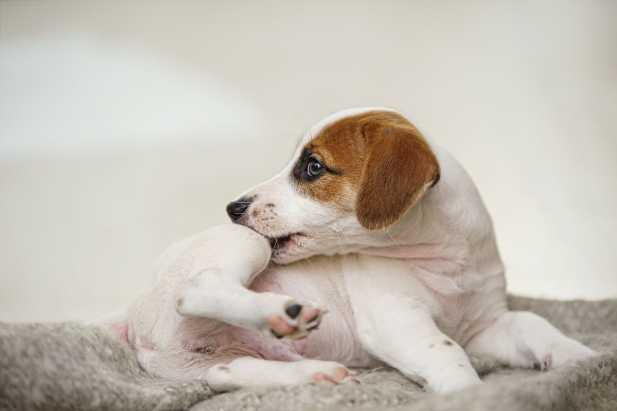 A small brown and white dog sits on a cozy blanket